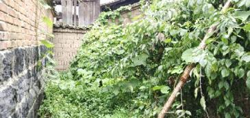 保山騰沖市 188平方米 農(nóng)村宅基地 使用權出租