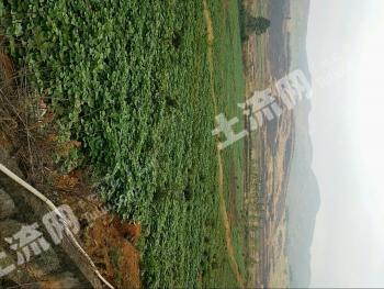 衡阳耒阳市 500亩 旱地 转让