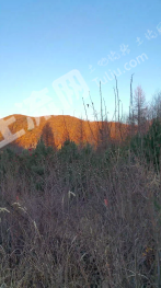 延边安图县 1100亩 有林地 转让