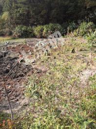 黄冈浠水县 100亩 水田 经营权出租