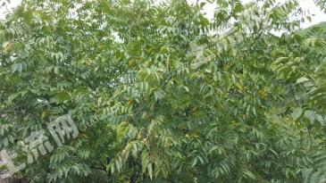 大理永平县 100亩果园 经营权转让