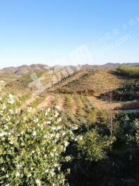 六安霍山县 1000亩 有林地 经营权转让/出租/合作