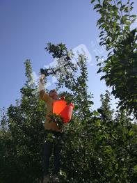 伊犁伊宁县 1000亩 其它林地 经营权出租