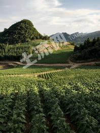 恩施利川市 1000亩 乔木林地 经营权出租