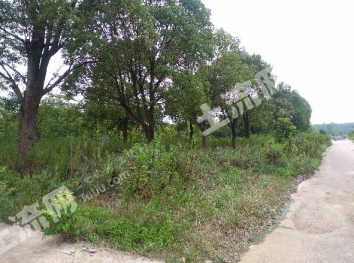 镇江丹徒区 350亩 乔木林地 经营权转让