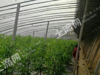 运城河津市种植经营权合作社 120亩 大棚19座 经营权转让