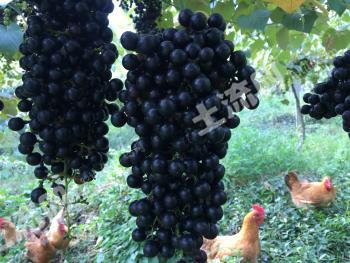 柳州柳城县 90亩 有林地 经营权转让