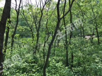 安徽马鞍山含山县2260亩其它林地经营权转让