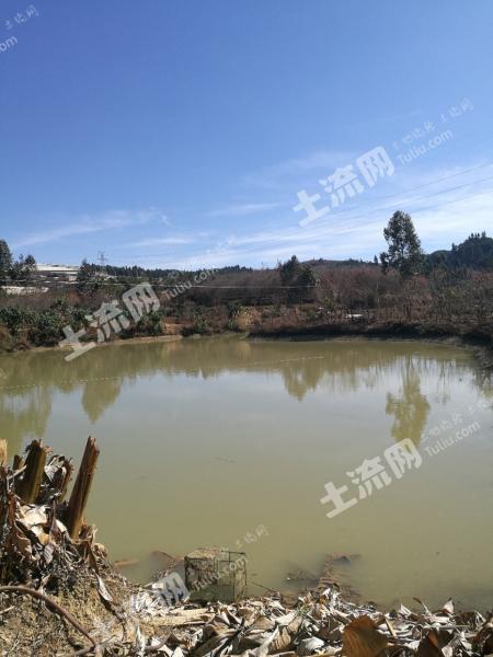昆明市宜良县瑞星村10亩鱼塘出租
