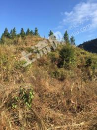 韶关乳源瑶族自治县104亩林地-有林地经营权转让