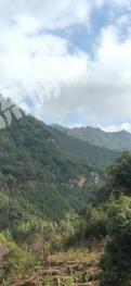来宾象州县 300亩 荒山 出租