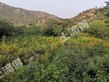 邯郸武安市 760亩 灌木林地 经营权合作