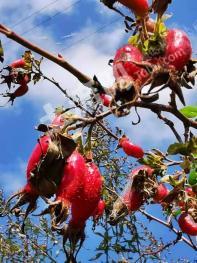 平凉华亭市 1000亩 有林地 经营权出租