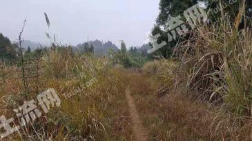 遂宁安居区 500亩 旱地 经营权出租