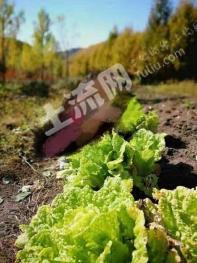 延边安图县 3200亩 有林地 经营权转让