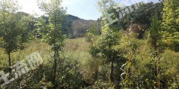 洛阳嵩县580亩有林地经营权转包