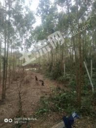 钦州灵山县 4亩 有林地 经营权出租