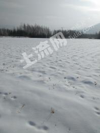 伊春金山屯区 195亩 旱地 经营权转让