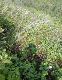 德宏芒市 40亩 其它林地 经营权合作