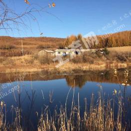 佳木斯汤原县 330亩 有林地 经营权转让