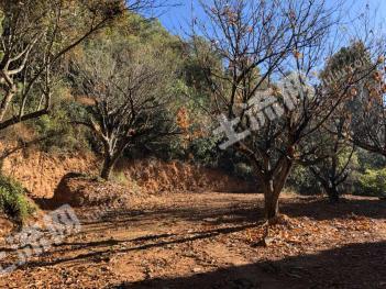 玉溪易门县 29亩 有林地 经营权转让