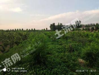 开封兰考县32亩果园经营权出租