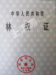 齐齐哈尔富裕县 330亩 有林地 经营权转让