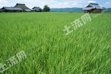 河南南阳社旗县 9.7亩 水浇地 经营权出租