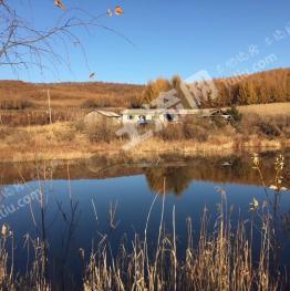 佳木斯汤原县300亩有林地经营权转让