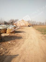 邯郸邱县 50亩 农场 使用权出租