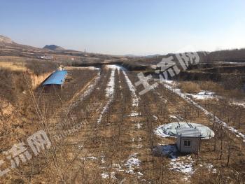 朝阳  龙城区 300亩 荒地 出租