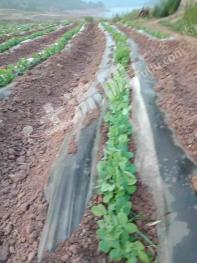 楚雄双柏县 50亩 水浇地 经营权出租