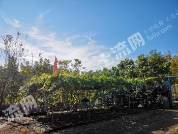 吉林龙潭区 225亩 有林地 经营权转让