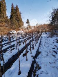 恩施巴东县 300亩 其它耕地 经营权合作