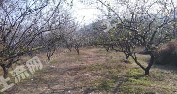 赣州龙南县10亩果园经营权转让