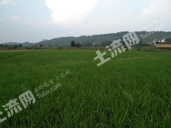 韶关乳源瑶族自治县50亩水田经营权出租