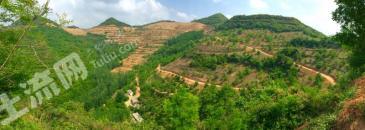陇南徽县 700亩 有林地 经营权转让