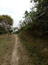 漳州诏安县 55亩 果园 经营权出租