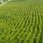 齐齐哈尔龙江县 1375亩 水田 经营权出租