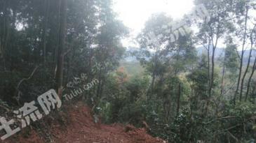 肇庆怀集县 205亩 灌木林地 经营权出租