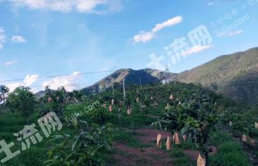 楚雄永仁县 100亩 果园 经营权出租