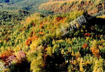 咸宁崇阳县 9316亩 有林地 经营权转让