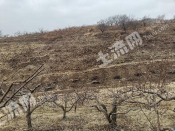 辽宁辽阳灯塔市100亩旱地经营权转让