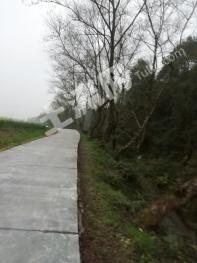 常德桃源县 200亩 水田 经营权出租