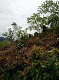 桂林荔浦市 60亩 有林地 经营权转让