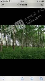 云南临沧耿马傣族佤族自治县30亩橡胶林地