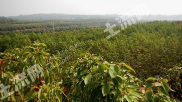 吉安永丰县 1158亩 乔木林地 经营权合作