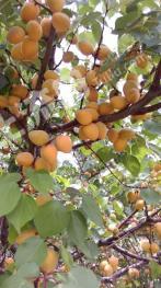 张家口下花园区 15亩 有林地 经营权出租