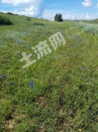 张家口张北县 20亩 旱地 经营权出租