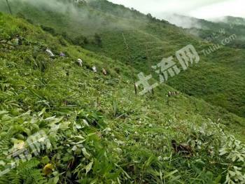 红河绿春县 400亩 乔木林地 经营权转包
